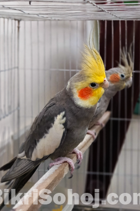 Cockatiel